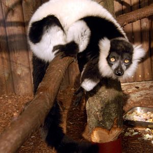 &amp;#346;l&amp;#261;ski Ogród Zoologiczny