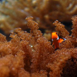 &amp;#346;l&amp;#261;ski Ogród Zoologiczny