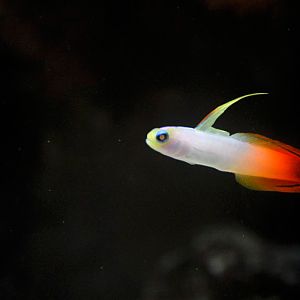 Fire Dartfish