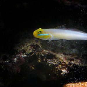 Bluestreak Goby