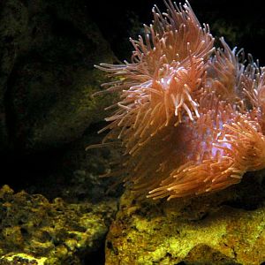 &amp;#346;l&amp;#261;ski Ogród Zoologiczny