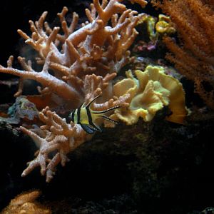 &amp;#346;l&amp;#261;ski Ogród Zoologiczny