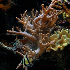 &amp;#346;l&amp;#261;ski Ogród Zoologiczny