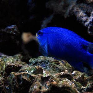 &amp;#346;l&amp;#261;ski Ogród Zoologiczny