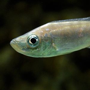 &amp;#346;l&amp;#261;ski Ogród Zoologiczny