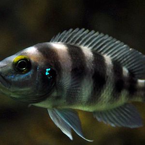 Neolamprologus sexfasciatus