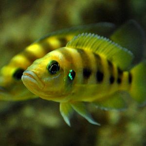 Neolamprologus sexfasciatus gold