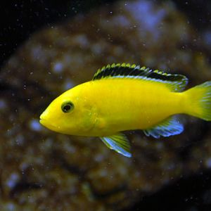 Labidochromis caeruleus