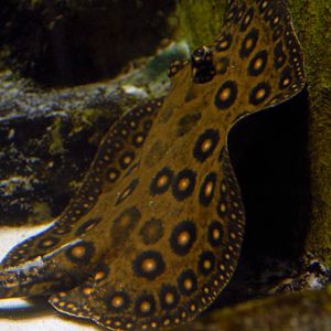 &amp;#346;l&amp;#261;ski Ogród Zoologiczny