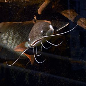 &amp;#346;l&amp;#261;ski Ogród Zoologiczny