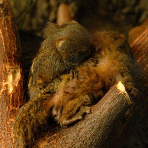 &amp;amp;#346;l&amp;amp;#261;ski Ogród Zoologiczny