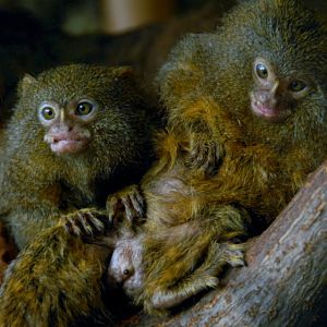 &amp;amp;#346;l&amp;amp;#261;ski Ogród Zoologiczny