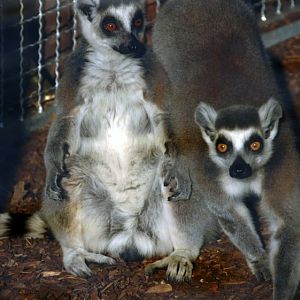 &amp;amp;#346;l&amp;amp;#261;ski Ogród Zoologiczny
