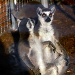&amp;amp;#346;l&amp;amp;#261;ski Ogród Zoologiczny