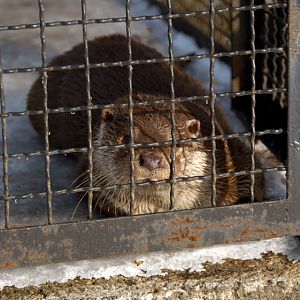 &amp;amp;#346;l&amp;amp;#261;ski Ogród Zoologiczny