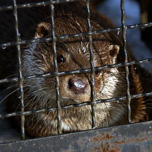 &amp;amp;#346;l&amp;amp;#261;ski Ogród Zoologiczny