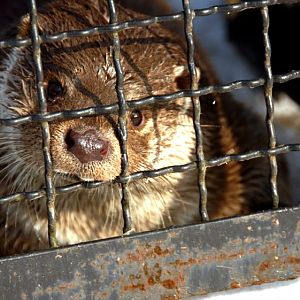 &amp;amp;#346;l&amp;amp;#261;ski Ogród Zoologiczny