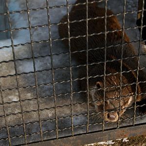 &amp;amp;#346;l&amp;amp;#261;ski Ogród Zoologiczny