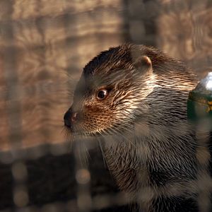 &amp;amp;#346;l&amp;amp;#261;ski Ogród Zoologiczny