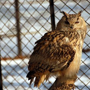 &amp;amp;#346;l&amp;amp;#261;ski Ogród Zoologiczny