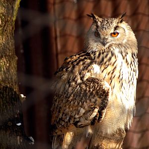 &amp;amp;#346;l&amp;amp;#261;ski Ogród Zoologiczny