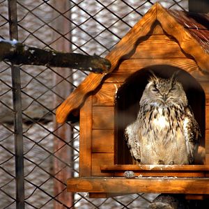 &amp;amp;#346;l&amp;amp;#261;ski Ogród Zoologiczny