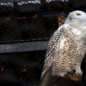 &amp;amp;#346;l&amp;amp;#261;ski Ogród Zoologiczny