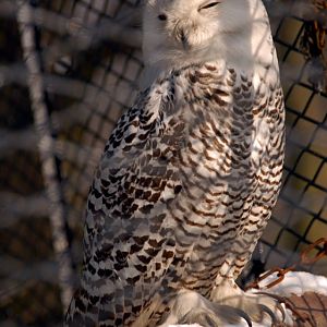 &amp;amp;#346;l&amp;amp;#261;ski Ogród Zoologiczny