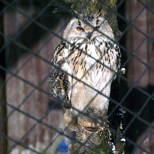 &amp;amp;#346;l&amp;amp;#261;ski Ogród Zoologiczny