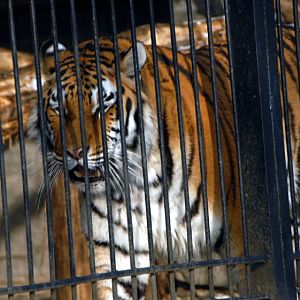 Slaski Ogrod Zoologiczny