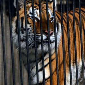 Slaski Ogrod Zoologiczny