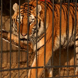 Slaski Ogrod Zoologiczny