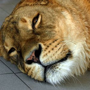 Slaski Ogrod Zoologiczny