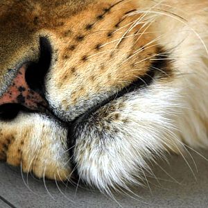 Slaski Ogrod Zoologiczny