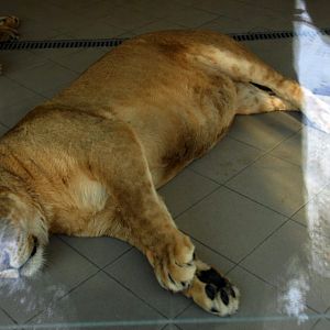 Slaski Ogrod Zoologiczny