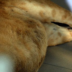 Slaski Ogrod Zoologiczny