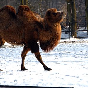 Slaski Ogrod Zoologiczny