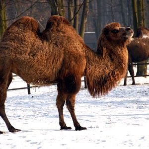 Slaski Ogrod Zoologiczny