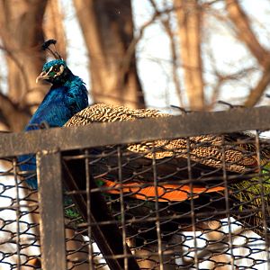 Slaski Ogrod Zoologiczny