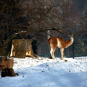 Slaski Ogrod Zoologiczny