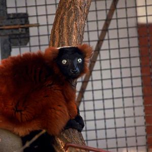 Slaski Ogrod Zoologiczny