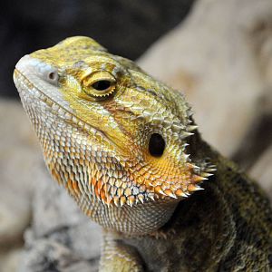 BEARDED DRAGON