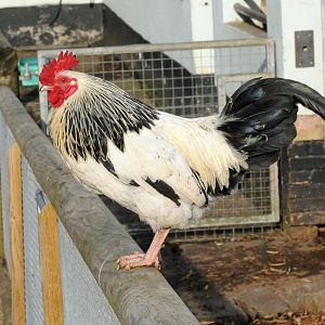 Light sussex Rooster.