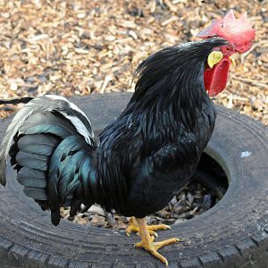 Black Leghorn Rooster