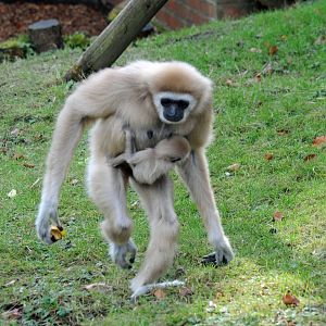 LARS GIBBON AND BABY