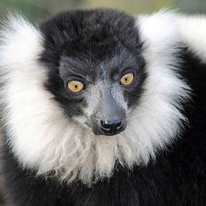 BLACK AND WHITE RUFFED LEMURS