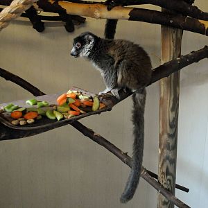 MONGOOSE LEMUR