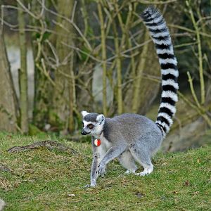 RING TAILED LEMUR