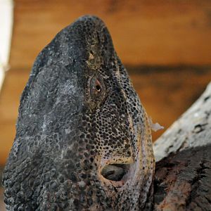 WHITE THROATED MONITOR