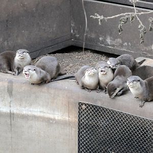 SHORT CLAWED OTTERS